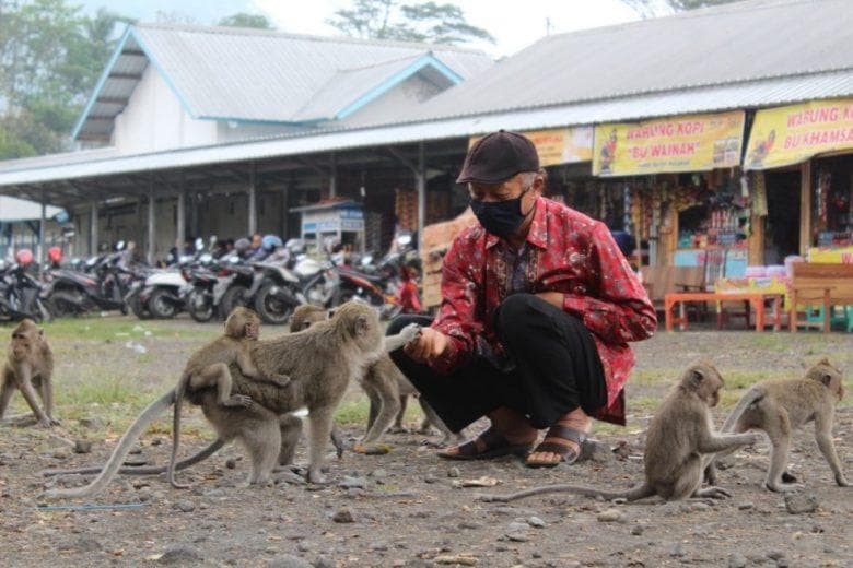 Di Rest Area Candi Batur, banyak monyet ekor panjang. (Bulakan.desa.id)