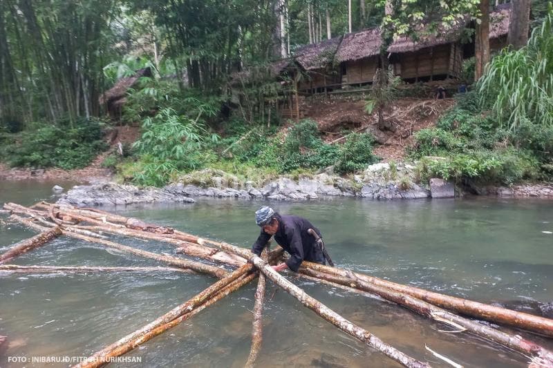 Seorang warga Badui Luar sedang mengumpulkan batang pohon yang sengaja dialirkan lewat sungai untuk dijadikan kayu bakar.
