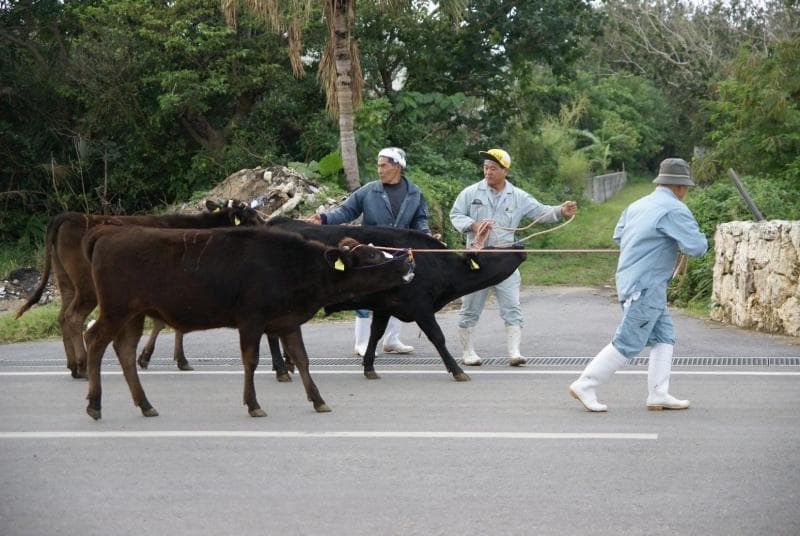 Kuroshima, pulau dengan populasi sapi lebih besar dari manusia di Jepang. (Pinterest/Naoki Ohara)