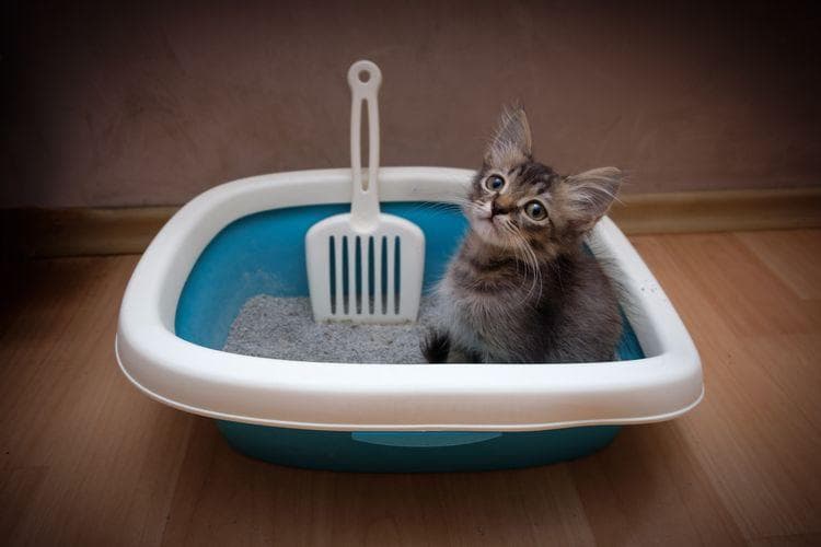 Ada beberapa cara mengatasi masalah bau kotoran kucing di kotak pasir. (Shutterstock/Andrey Khusnutdinov)