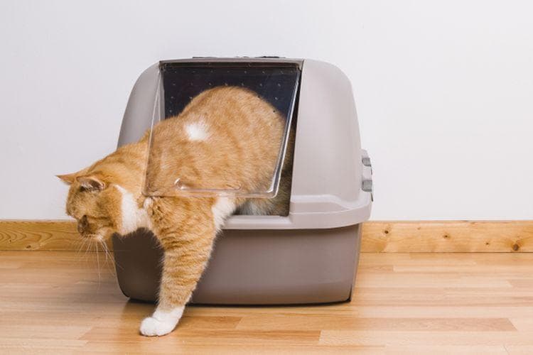 Kamu harus rajin membersihkan kotak pasir kucing atau mengganti pasirnya. (Shutterstock/R.Classen)