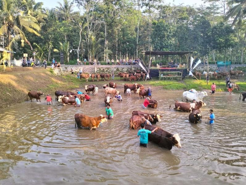 Menilik Keunikan Tradisi Plegung Sapi di Jatinom, Klaten