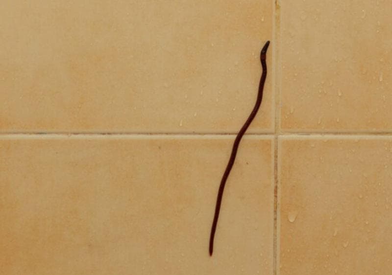 Jenis Cacing yang Bisa Kamu Temukan di Kamar Mandi dan Cara Membasminya