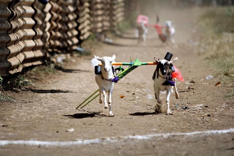 Nggak Hanya Karapan Sapi, Indonesia Juga Punya Karapan Kambing!