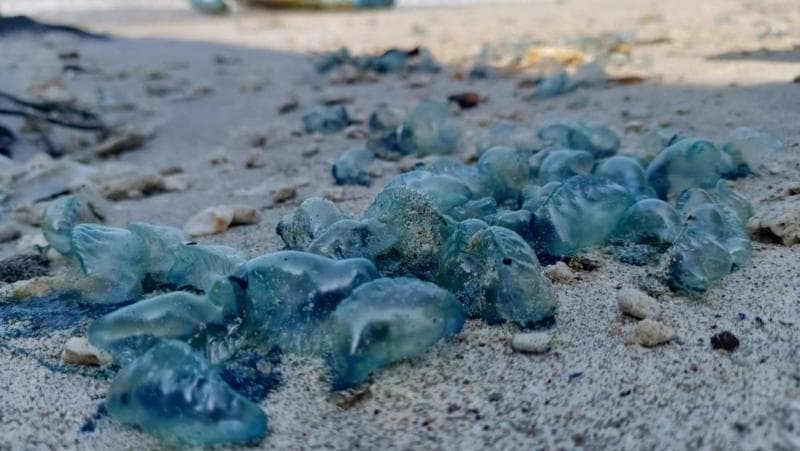 Pertolongan Pertama Jika Disengat Ubur-ubur di Pantai Selatan