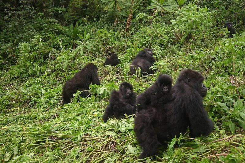 Sering Dikira Sama, Apa Perbedaan Kera dan Monyet?