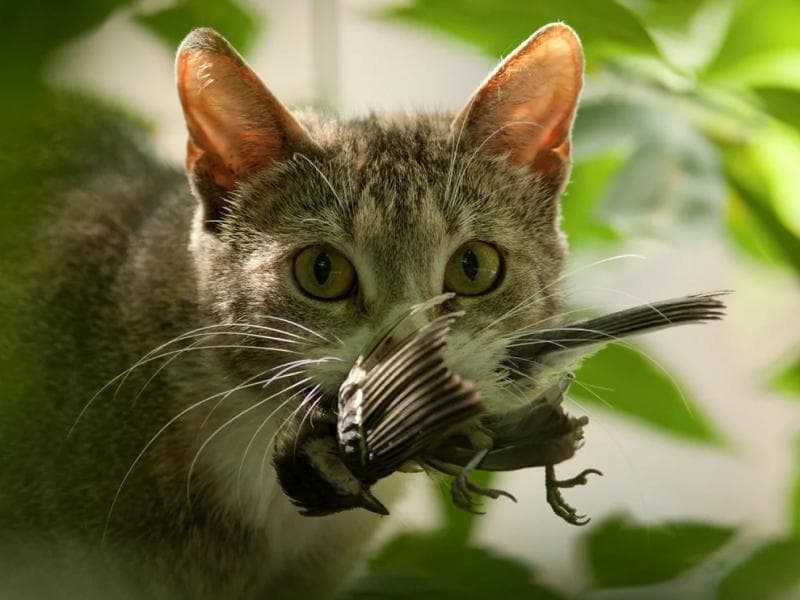 Selandia Baru Berencana Memberantas Kucing Liar, Untuk Apa?