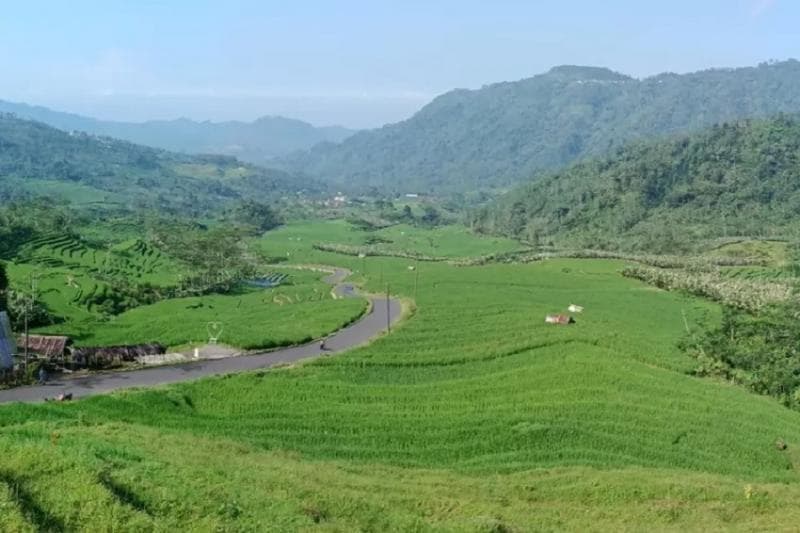 Cantiknya Pemandangan Sawah Hijau di Ubud Semingkir, Banjarnegara