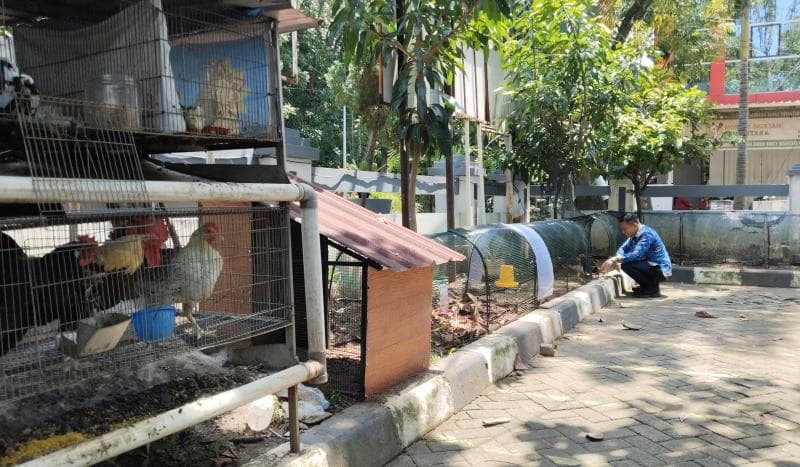 Ternak Ayam 'Kub' di Pekarangan Kantor Camat, Telurnya Dibagikan Gratis