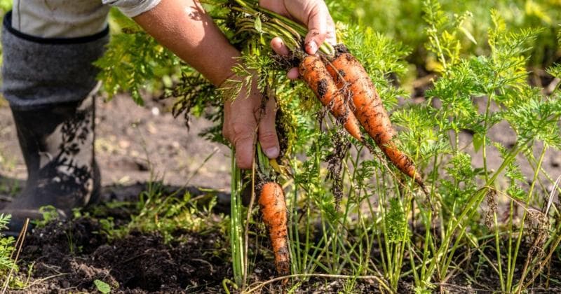 Kenyang Tapi Malnutrisi; Saat CO2 Bikin Makanan Kita Jadi 'Sampah' Berkalori