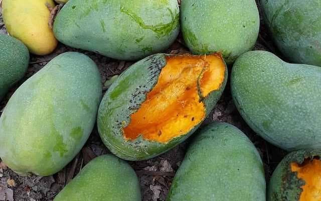 Waspada Virus Nipah! Hindari Makan Buah Bekas Gigitan Kelelawar