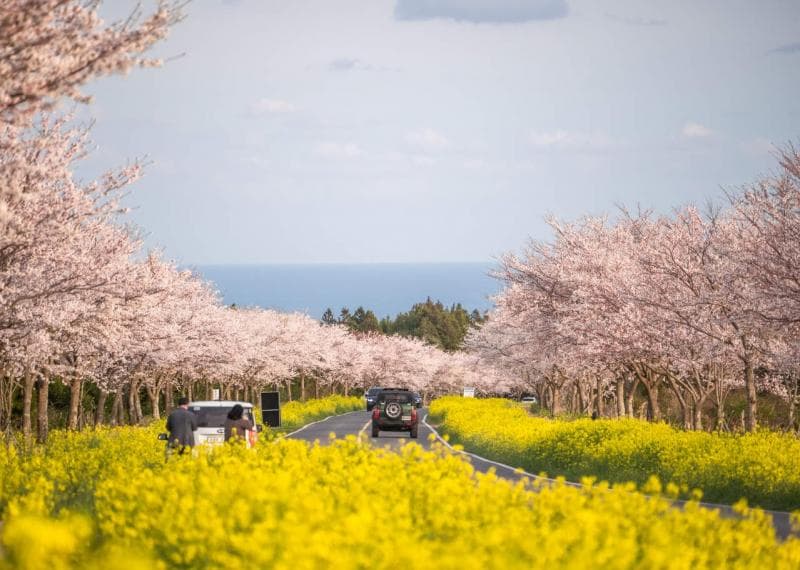 Jelang Musim Semi, Cek Jadwal Mekarnya Sakura di Korea Berikut