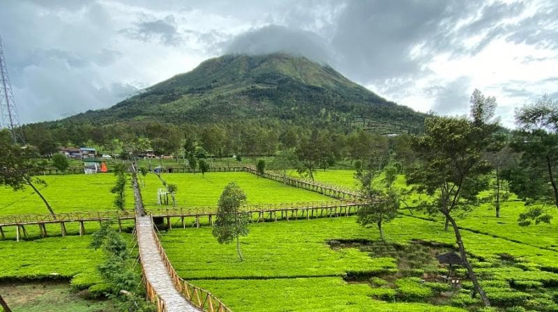 Menikmati Kesejukan Kebun Teh Sikatok di Wonosobo