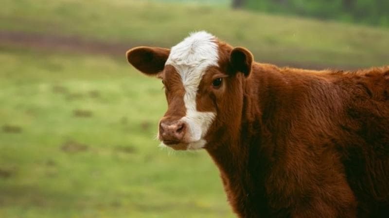 Kenapa Nggak Ada Mamalia Warna Ungu? Ternyata Ini Rahasia Evolusi di Baliknya!