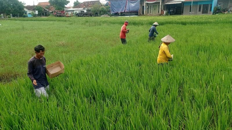 Lawan Tanah Asin! Padi Biosalin Jadi Andalan Petani Pesisir Pekalongan Utara Jelang Kemarau
