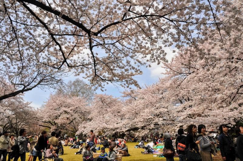 Tips Mendapatkan Spot Hanami untuk Melihat Bunga Sakura di Jepang