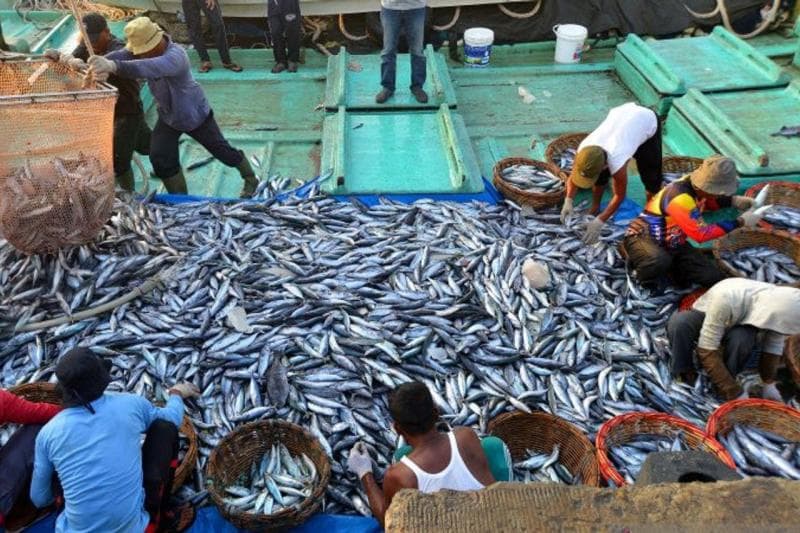 Kemarau Panjang 2026; Saat Daratan Kering, Laut Indonesia Justru Panen Raya Ikan!
