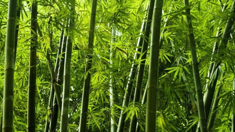 Ilmu Tebang Bambu Leluhur, Tradisi Canggih yang Terbukti oleh Sains