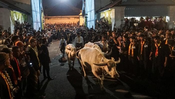 Keraton Solo Keluarkan 14 Pusaka dan Kebo Bule dalam Kirab Malam 1 Suro