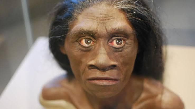 Penelitian Terbaru Ungkap Fakta Baru Manusia Hobbit Flores