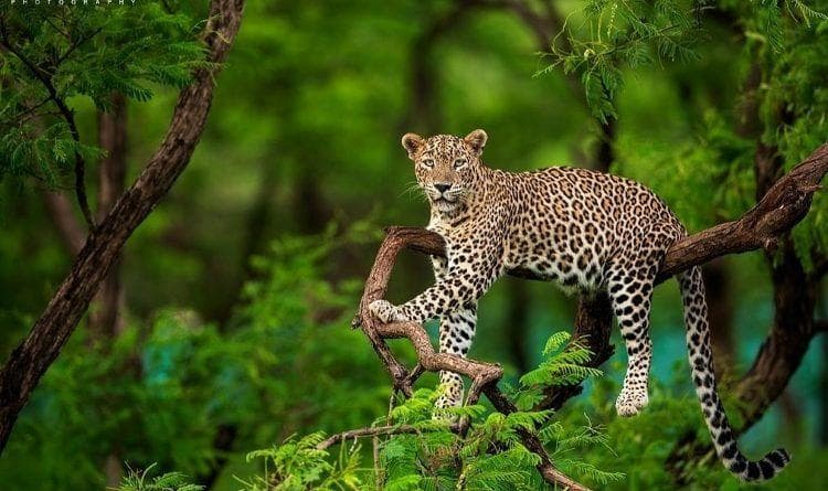 Populasi Macan Tutul Jawa di Gunung Ungaran Tinggal 4–7 Ekor, Konservasi Dinilai Kian Mendesak