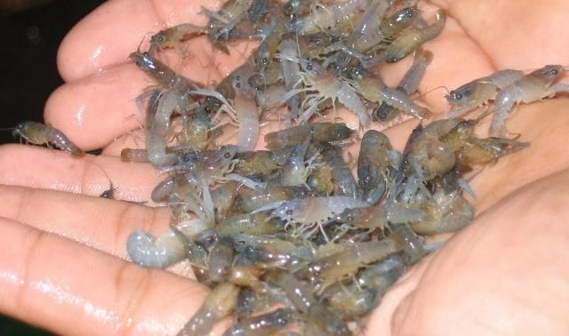 Pemerintah Tutup Permanen Ekspor Benih Lobster, Penyelundup Bakal Diburu