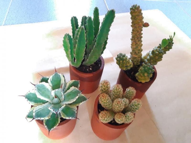 Beberapa jenis kaktus yang dijual di Flowtus Kaktus.&nbsp;(Juneyas Titi Ekandari)