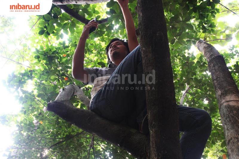 Masih banyak masyarakat yang harus memanjat pohon demi mencari sinyal. (Inibaru.id/Triawanda Tirta Aditya)