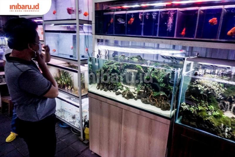 Seorang pelanggan sedang melihat aquascape di salah satu kios Pasar Ikan Hias Johar Semarang. (Inibaru.id/ Audrian F)<br>