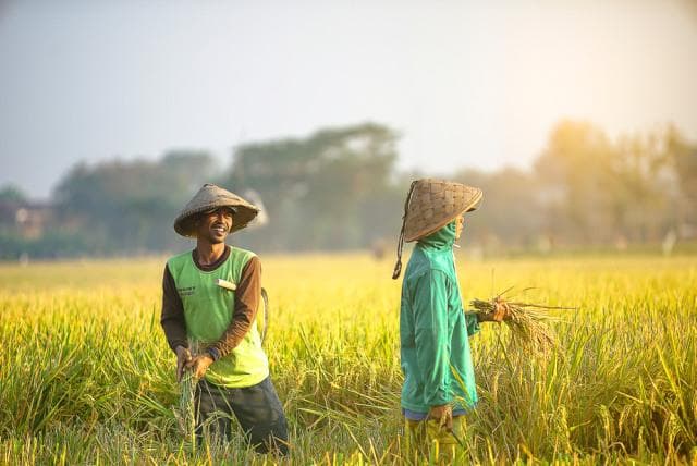 Singkatan petani dikenalkan Soekarno. (Shutterstock)