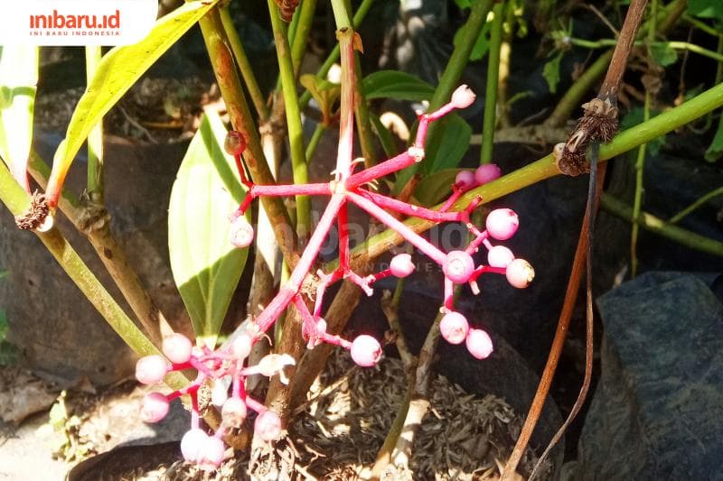 Parijata merupakan tanaman Lereng Muria. (Inibaru.id/ Rafida Azzundhani)