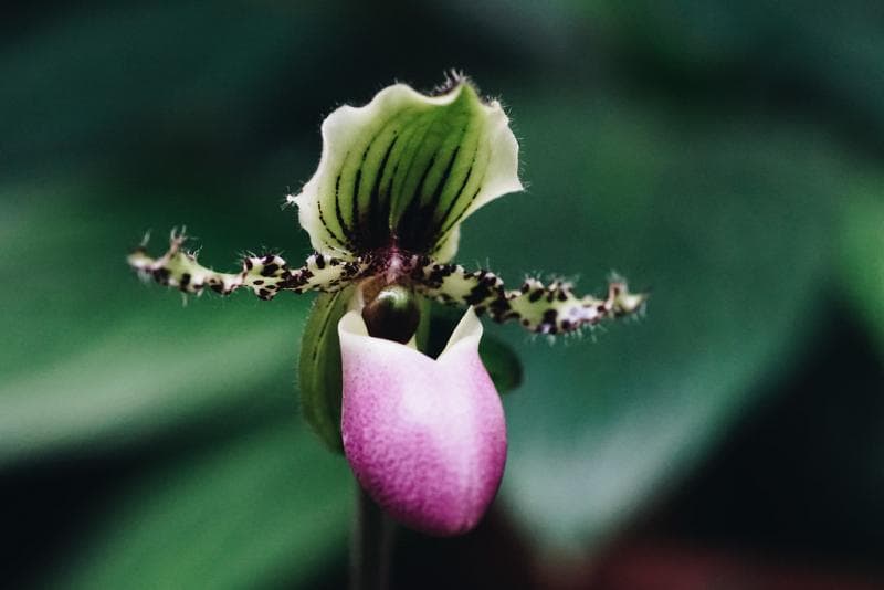 Anggrek Selop atau Paphiopedilum glaucophyllum. Cantik, ya? (Flickr)