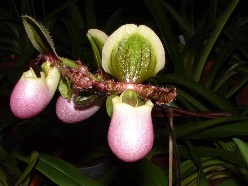 Lapisan lilin pada bagian epidermis Paphiopedilum glaucophyllum membuatnya kian cantik saat terkena air. (Orchideen-wichmann)