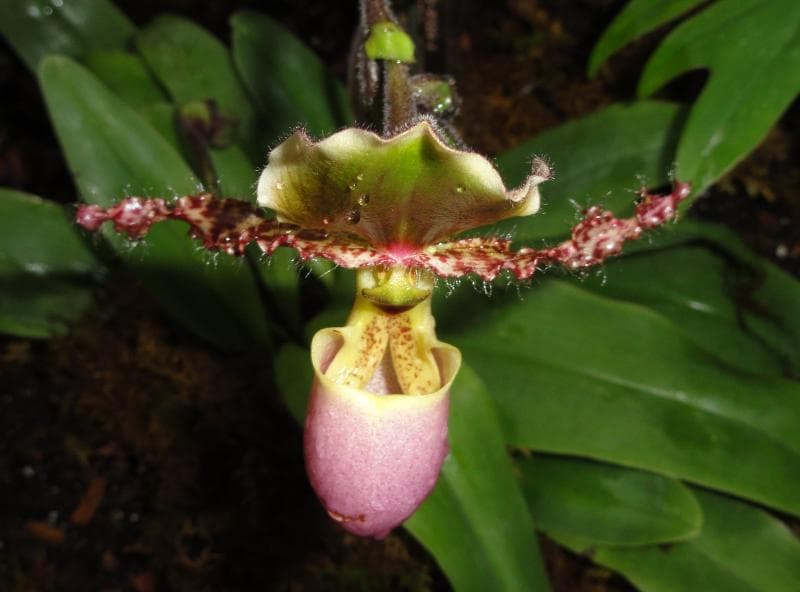 Anggrek&nbsp;P. glaucophyllum termasuk tanaman langka yang dilindungi. (Wikimedia)