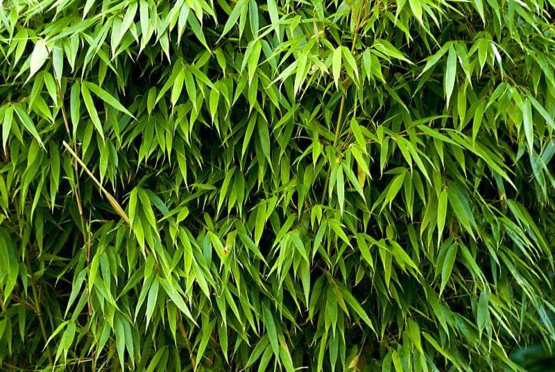 Alih-alih menjadi sarang hantu seperti saudaranya, pohon bambu kuning justru diyakini bisa menjadi penolak bala. (Flickr/Marck, Viki, Ellaura, dan Mason Brown)<br>
