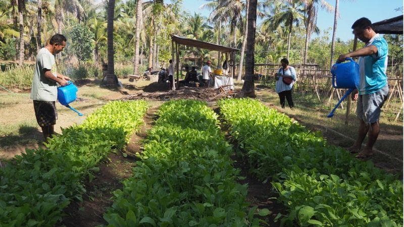 Warga Bali sedang merawat tanaman di desanya. (Bbc/Anton Muhajir)