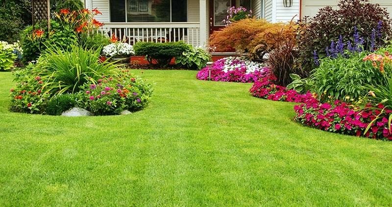 Yuk Percantik Rumah dengan 5 Jenis Bunga Hias Ini