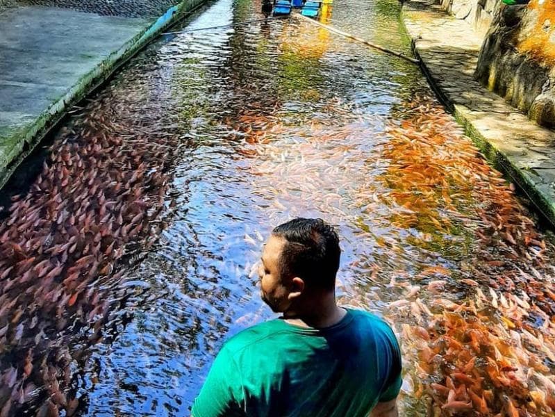 Saluran air Watergong di Klaten penuh dengan ikan. (Twitter/kabarklaten)
