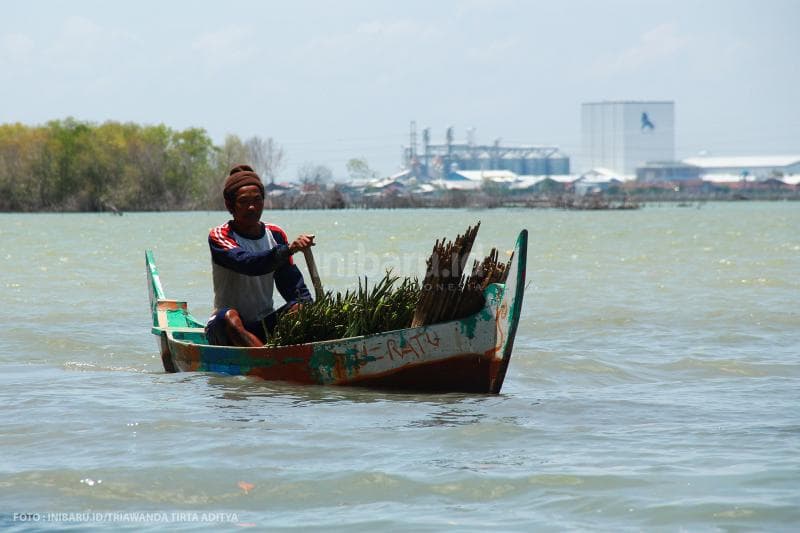 Rohani, suami Pasijah, kini memilih menjadi petani mangrove alih-alih nelayan di tengah laut.<br>