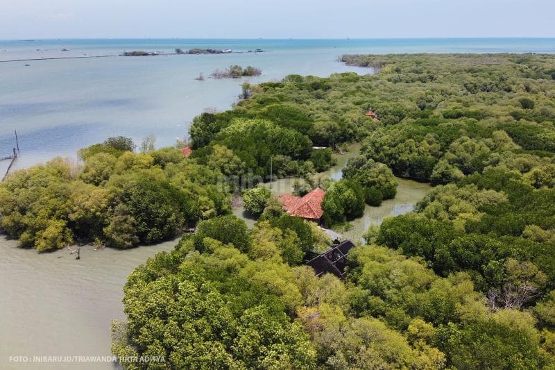 Rumah Pasijah terlindung dari gelombang laut berkat hutan mangrove yang tumbuh lebat.<br>
