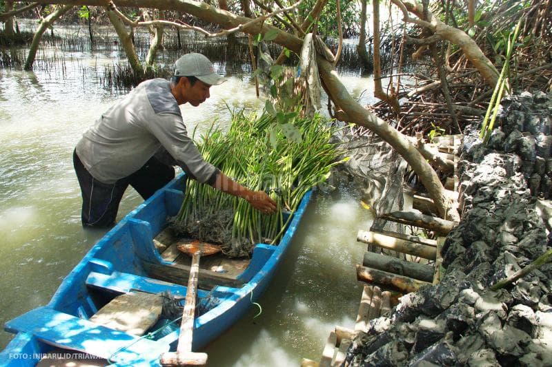Selain Pasijah dan suami, anak-anaknya juga turut membantu membudidayakan mangrove.<br>