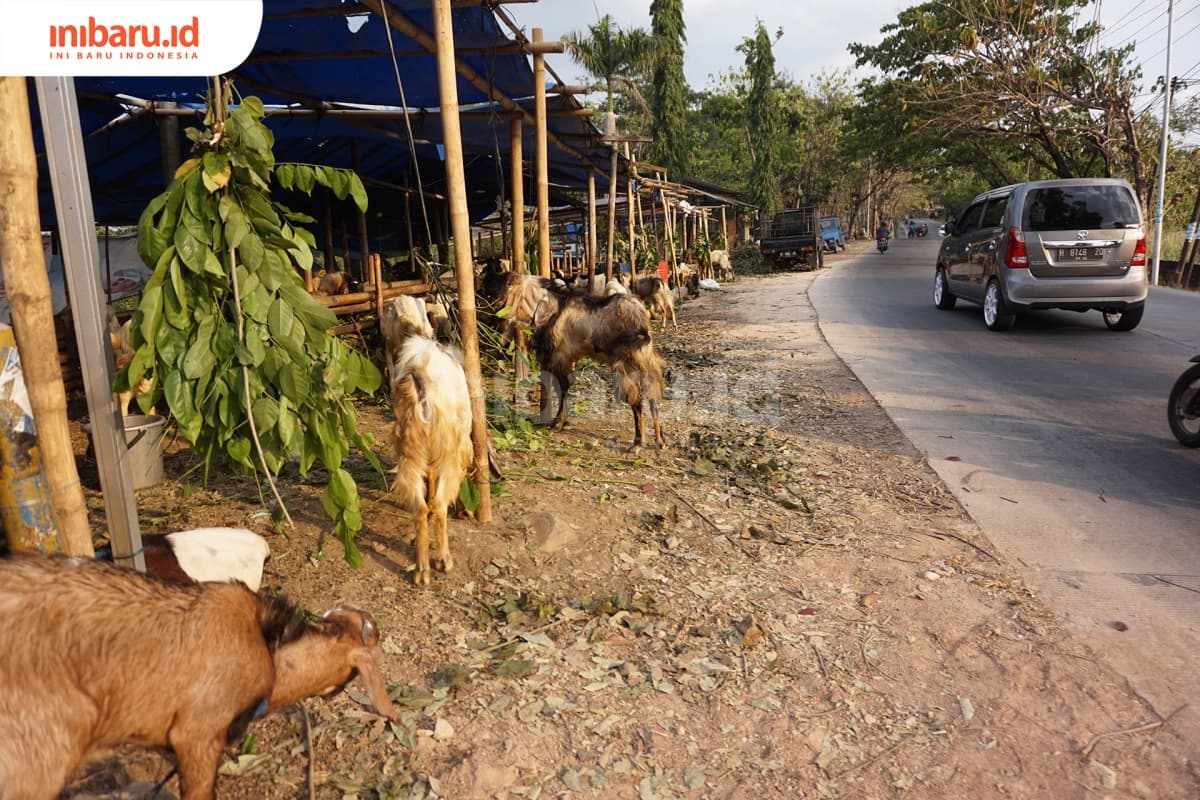 Lapak hewan kurban dadakan di sepanjang Jalan Trangkil, Desa Sukorejo, Kecamatan Gunungpati, Kota Semarang. Menjelang Iduladha, lapak semacam ini menjamur di pinggir jalan raya. (Inibaru.id/ Ida Fitriyah)