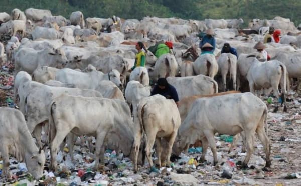 Sapi-sapi milik warga memakan sampah di TPA Jatibarang. (Tribun Jateng/Wahyu Sulistiyawan)