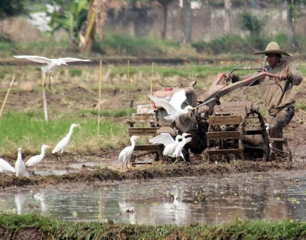 Di Persawahan Dusun Ketingan, Burung-Burung Bangau Hinggap dan Terbang