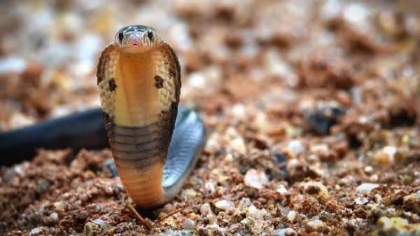 Menjaga rumah dari serangan ular. (Shutterstock)