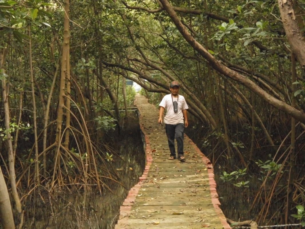 Keindahan Hutan Mangrove Mojo. (Travelingyuk)