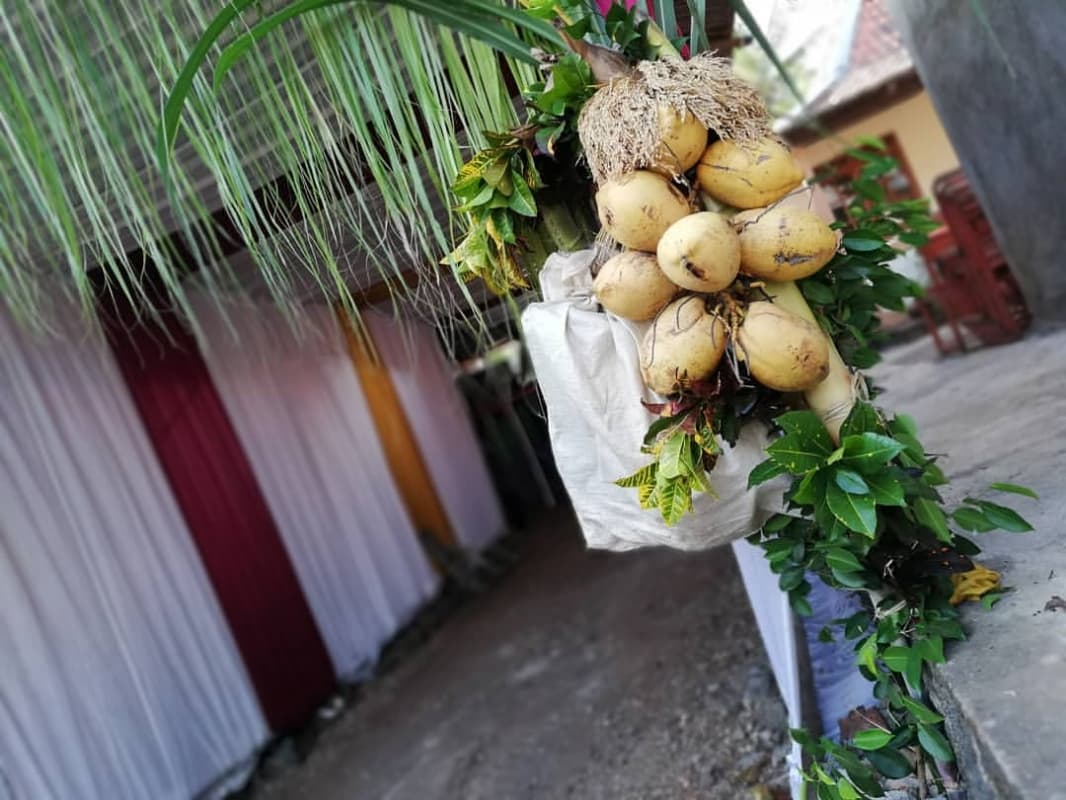 Tebu, bersama cengkir dan pisang raja, menjadi elemen yang harus ada pada tarub dalam acara pernikahan adat Jawa. (Instagram/danangdwin)