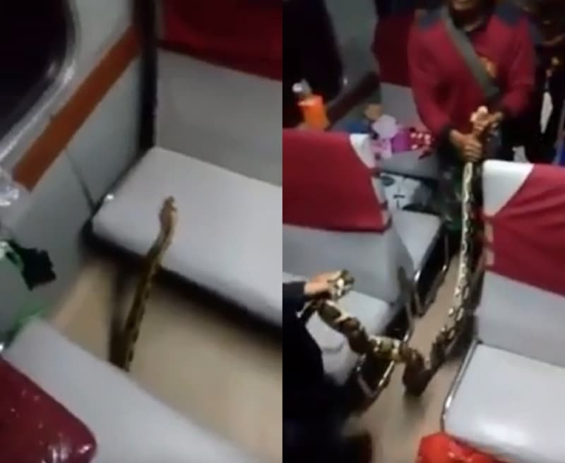 Seekor ular sanca kembang yang tetiba nongol di kursi penumpang KA Kertajaya Surabaya-Jakarta. (Youtube.com)
