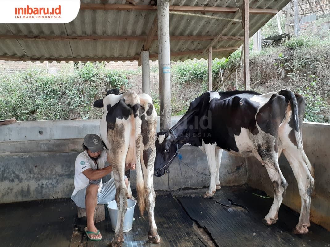 Peternak di Dusun Indrokilo sedang memerah susu sapi dengan cara manual. (Inibaru.id/ Lala Nilawanti)