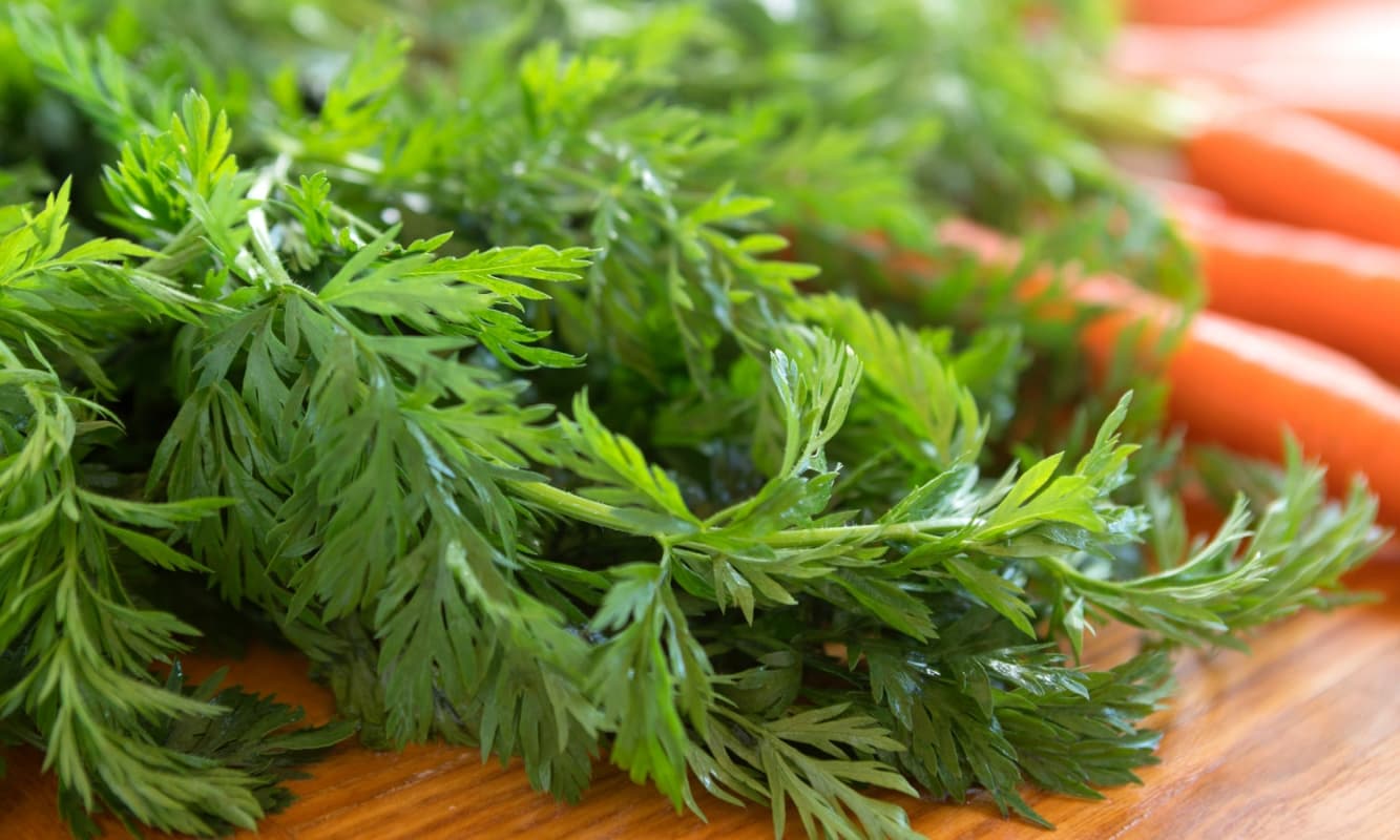 Pegagan dan Kenikir, Tanaman Liar yang Enak Dijadikan Salad dan Sup